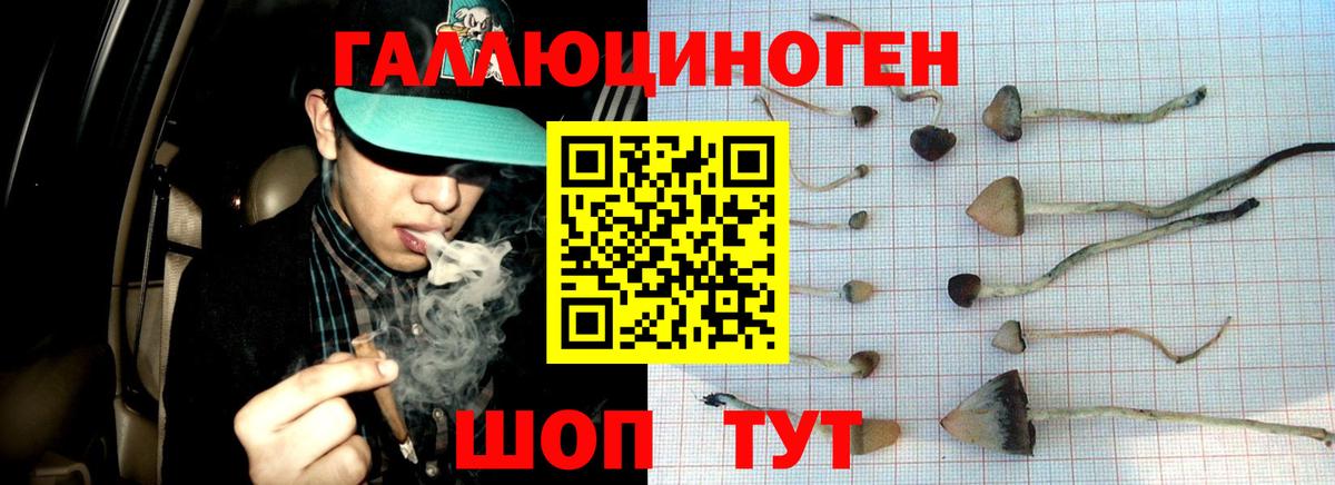 Тара  Псилоцибиновые грибы GOLDEN TEACHER  Вход с VPN 